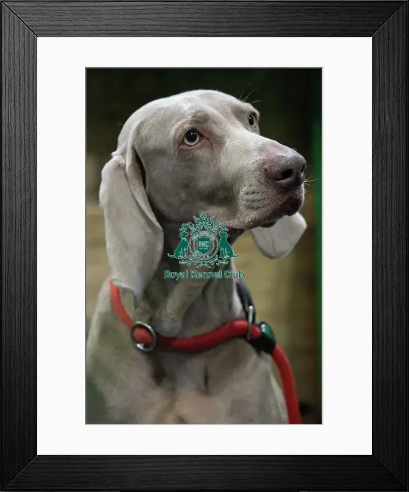 Framed Print : Crufts 2025 Saturday