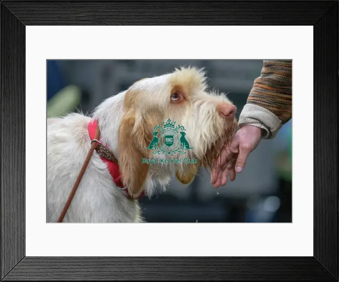 Framed Print : Crufts 2025 Saturday