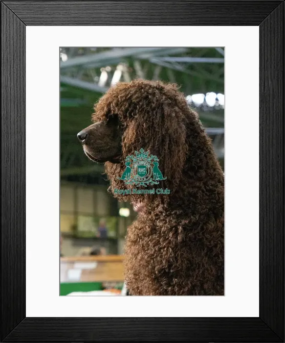 Framed Print : Crufts 2025 Saturday Framed Print : Crufts 2025 Saturday