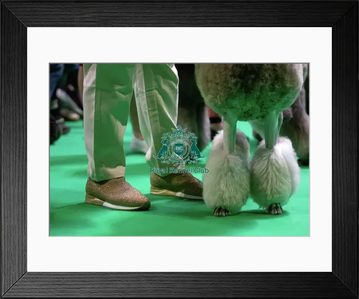 Framed Print : Standard Poodles being judged