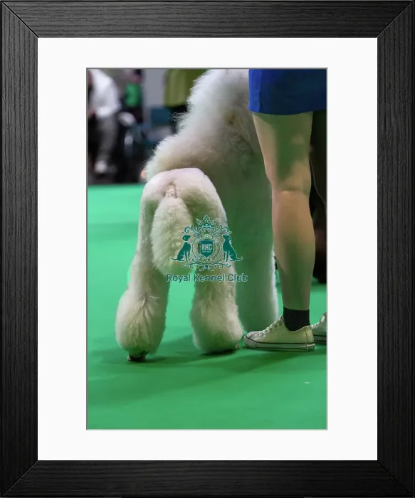 Framed Print : Standard Poodles being judged