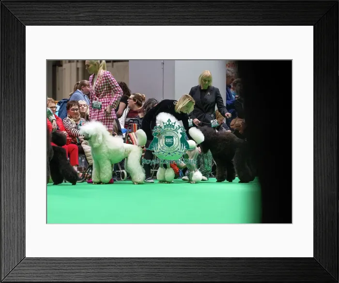 Framed Print : Standard Poodles being judged Framed Print : Standard Poodles being judged
