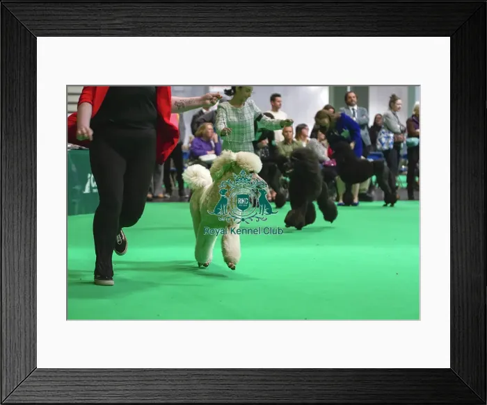 Framed Print : Standard Poodles being judged