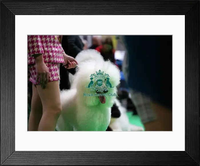 Framed Print : Standard Poodles being judged