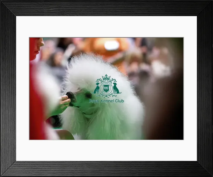 Framed Print : Standard Poodles being judged Framed Print : Standard Poodles being judged