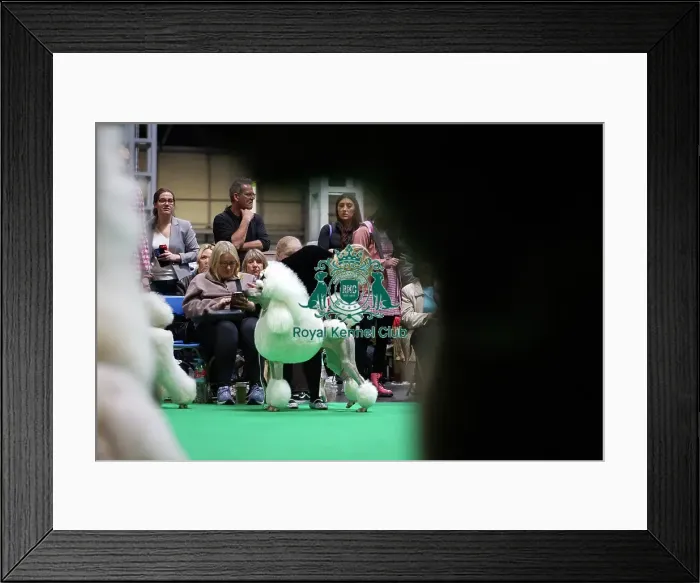 Framed Print : Standard Poodles being judged