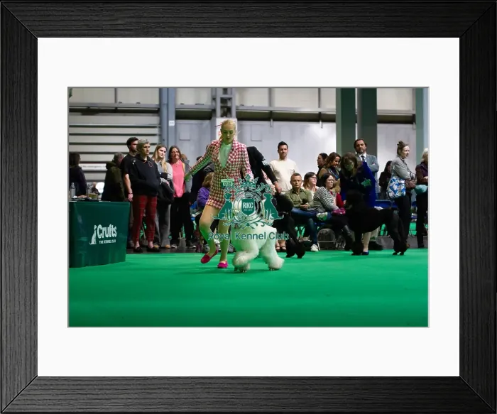 Framed Print : Standard Poodles being judged
