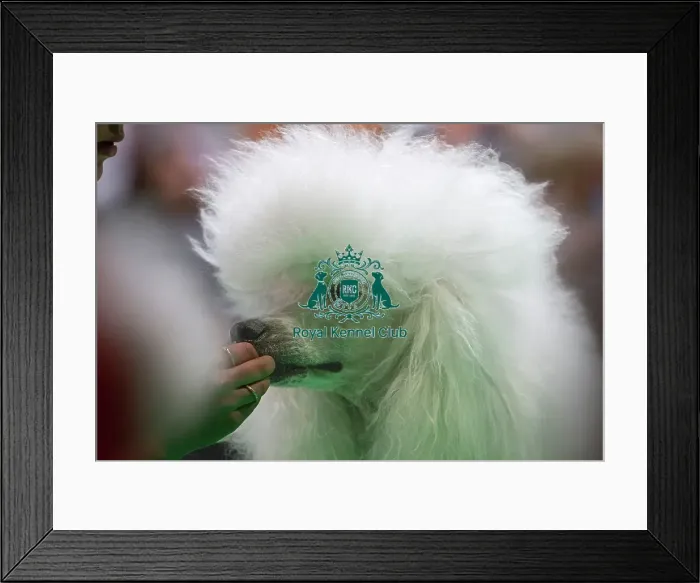 Framed Print : Standard Poodles being judged