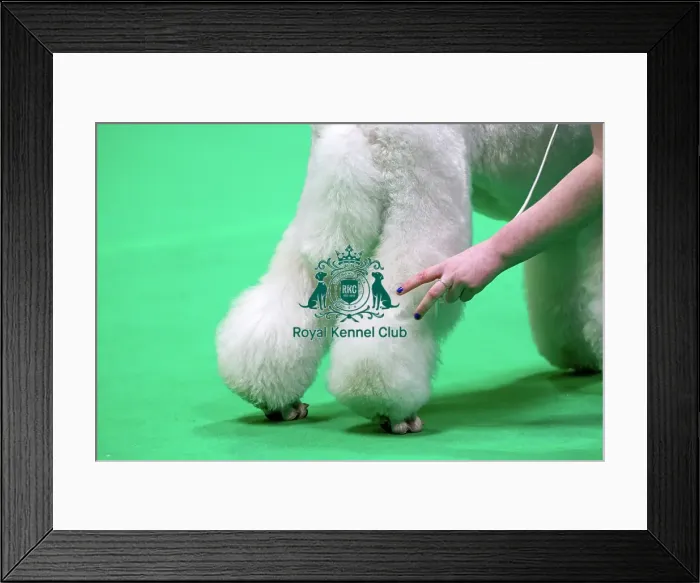 Framed Print : Standard Poodles being judged