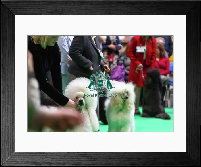 Framed Print : Standard Poodles being judged