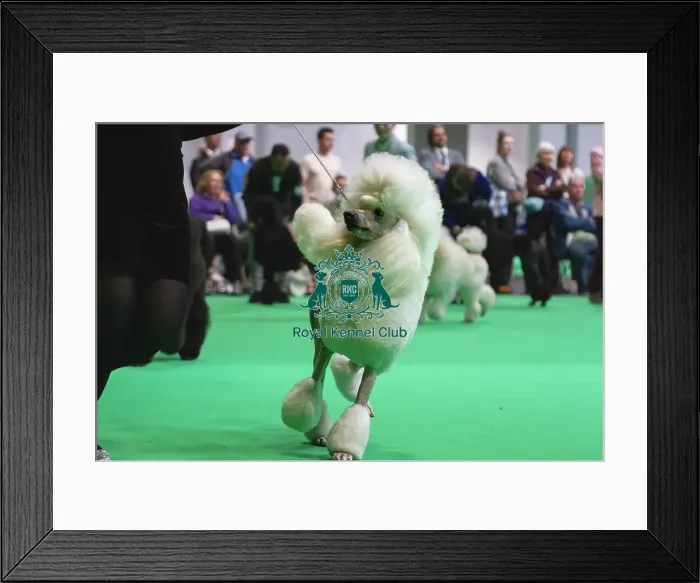 Framed Print : Standard Poodles being judged