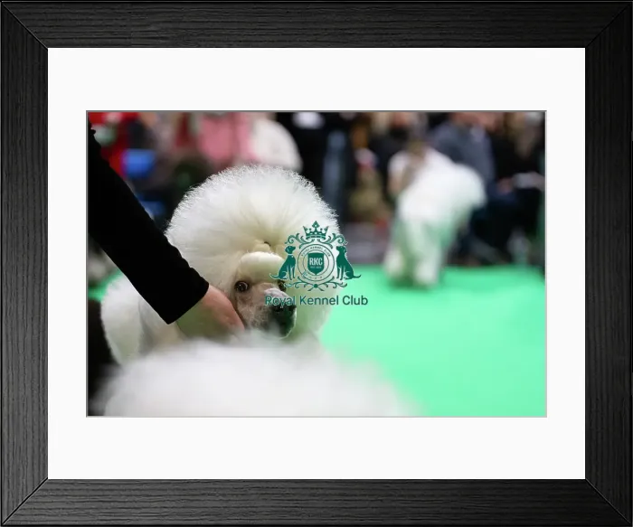 Framed Print : Standard Poodles being judged Framed Print : Standard Poodles being judged