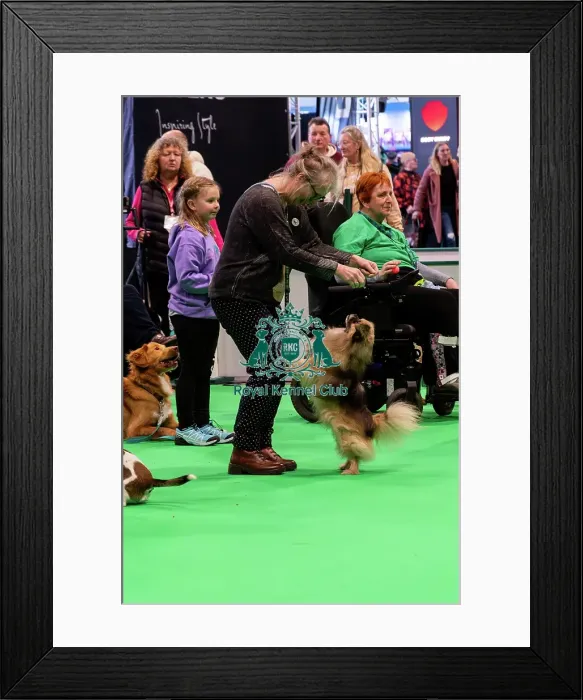 Framed Print : Have A Go Heelwork To Music Framed Print : Have A Go Heelwork To Music