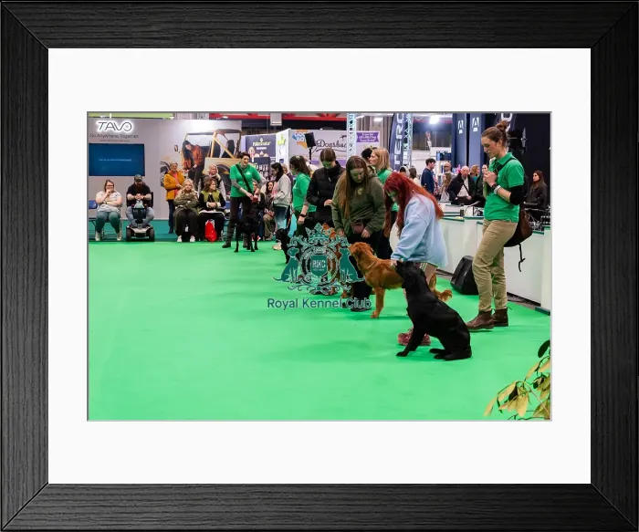Framed Print : Have A Go Gundog Framed Print : Have A Go Gundog