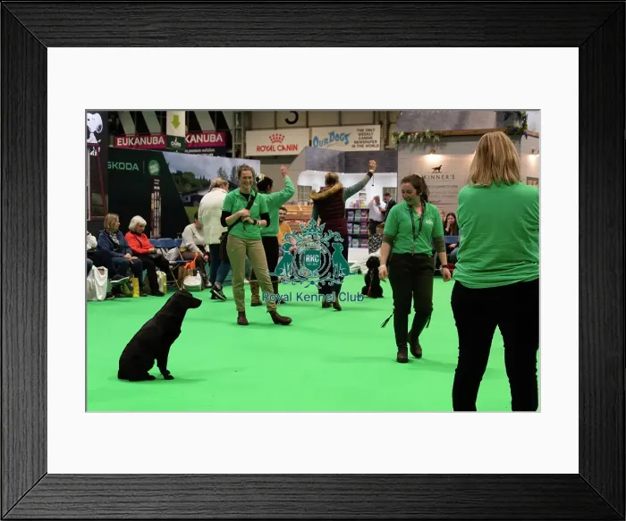 Framed Print : Have A Go Gundog