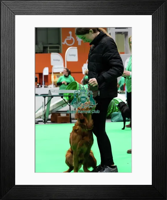 Framed Print : Have A Go Gundog Framed Print : Have A Go Gundog