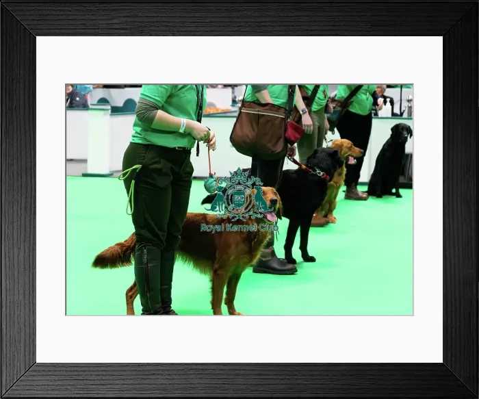 Framed Print : Have A Go Gundog