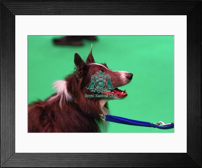 Framed Print : Border Collie prepares for agility Framed Print : Border Collie prepares for agility