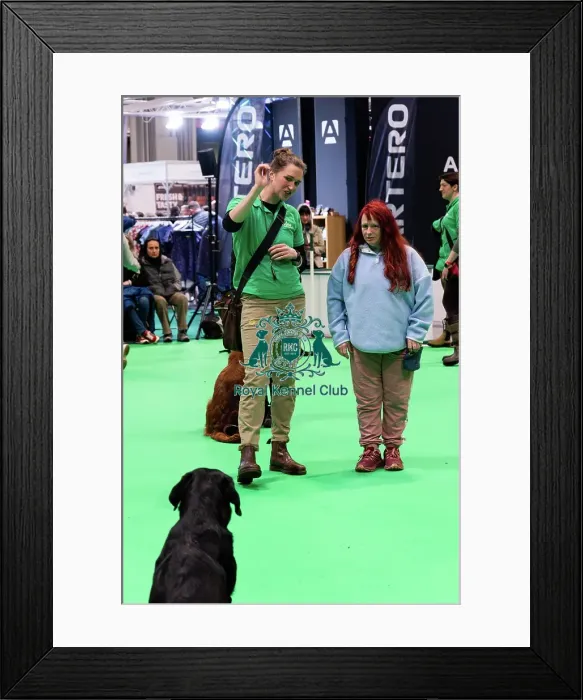 Framed Print : Have A Go Gundog Framed Print : Have A Go Gundog