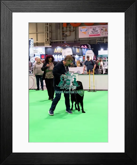 Framed Print : Have A Go Heelwork To Music Framed Print : Have A Go Heelwork To Music