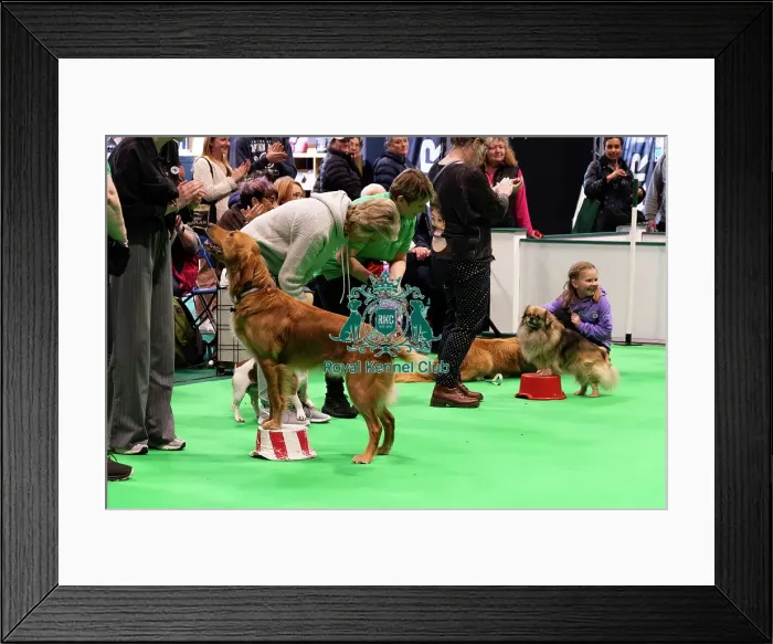 Framed Print : Have A Go Heelwork To Music Framed Print : Have A Go Heelwork To Music