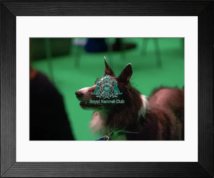 Framed Print : Border Collie prepares for agility Framed Print : Border Collie prepares for agility