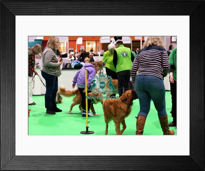 Framed Print : Have A Go Heelwork To Music Framed Print : Have A Go Heelwork To Music