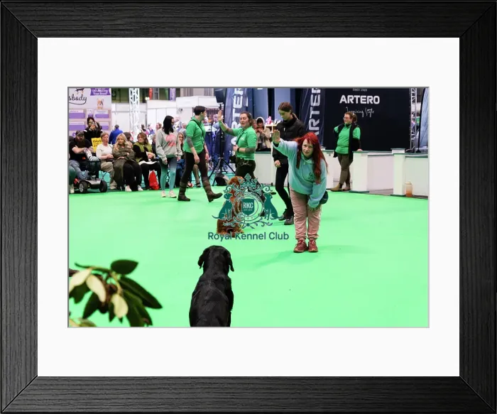 Framed Print : Have A Go Gundog Framed Print : Have A Go Gundog