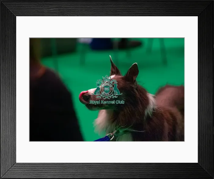Framed Print : Border Collie prepares for agility Framed Print : Border Collie prepares for agility