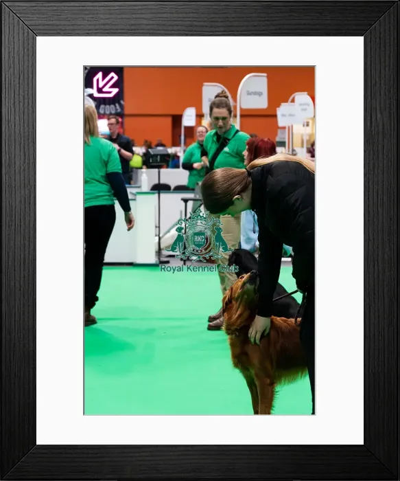 Framed Print : Have A Go Gundog Framed Print : Have A Go Gundog
