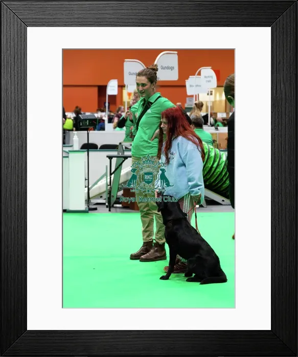 Framed Print : Have A Go Gundog Framed Print : Have A Go Gundog