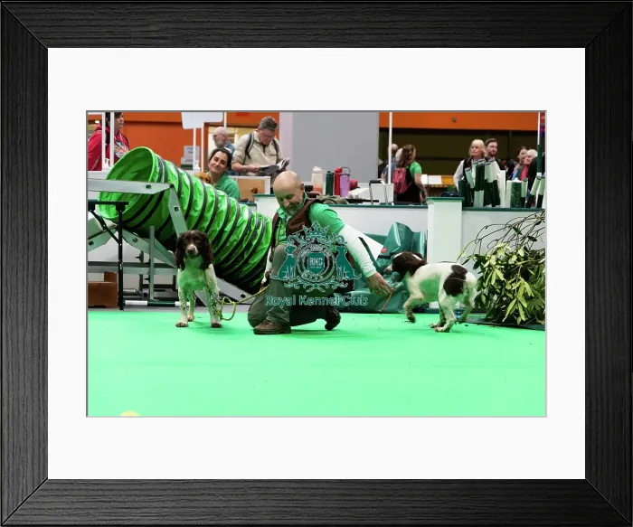 Framed Print : Have A Go Gundog Framed Print : Have A Go Gundog