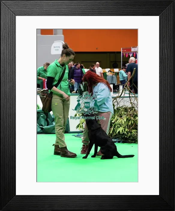 Framed Print : Have A Go Gundog