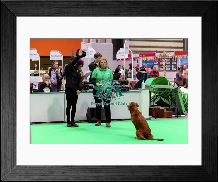 Framed Print : Have A Go Gundog