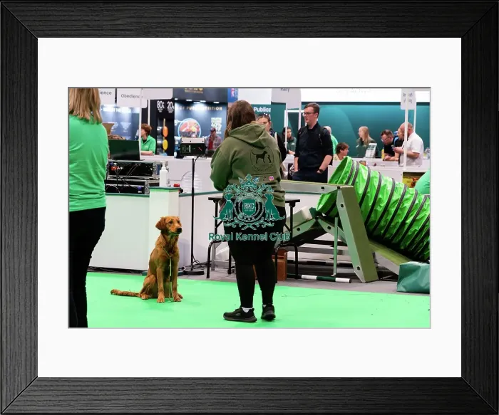 Framed Print : Have A Go Gundog