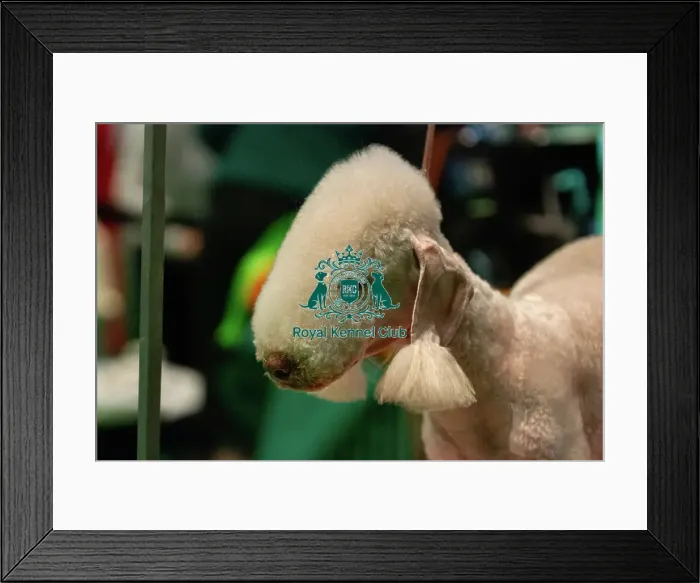 Framed Print : Bedlington Preparing Backstage Framed Print : Bedlington Preparing Backstage