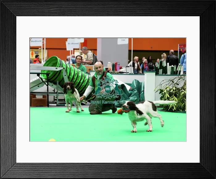 Framed Print : Have A Go Gundog Framed Print : Have A Go Gundog