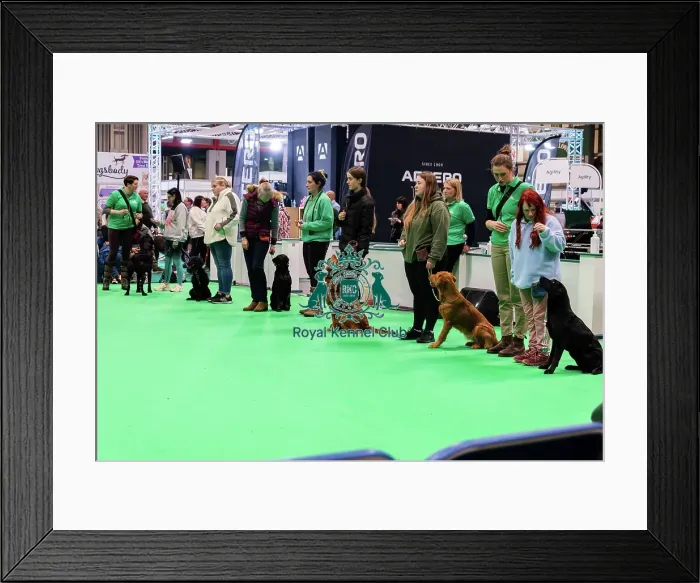 Framed Print : Have A Go Gundog Framed Print : Have A Go Gundog