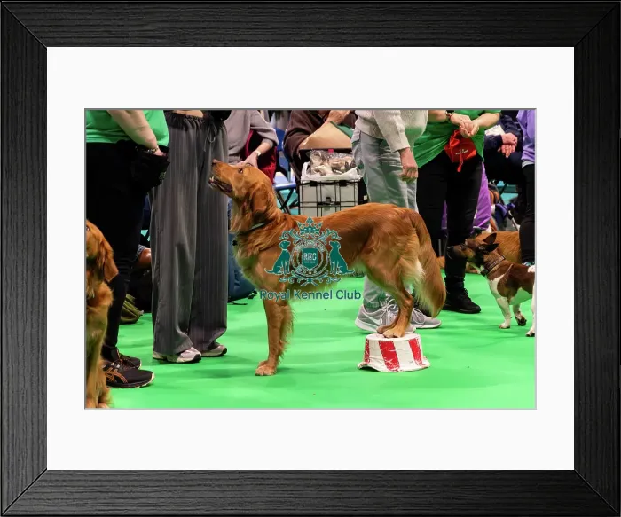 Framed Print : Have A Go Heelwork To Music Framed Print : Have A Go Heelwork To Music