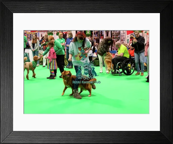 Framed Print : Have A Go Heelwork To Music Framed Print : Have A Go Heelwork To Music