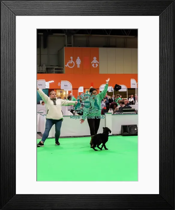 Framed Print : Have A Go Gundog
