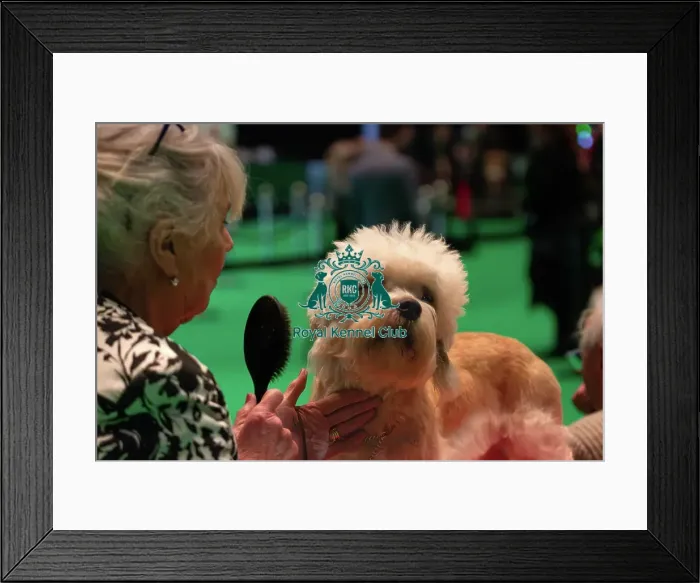 Framed Print : Best of Breed Dandie Dinmont Terrier prepares backstage Framed Print : Best of Breed Dandie Dinmont Terrier prepares backstage