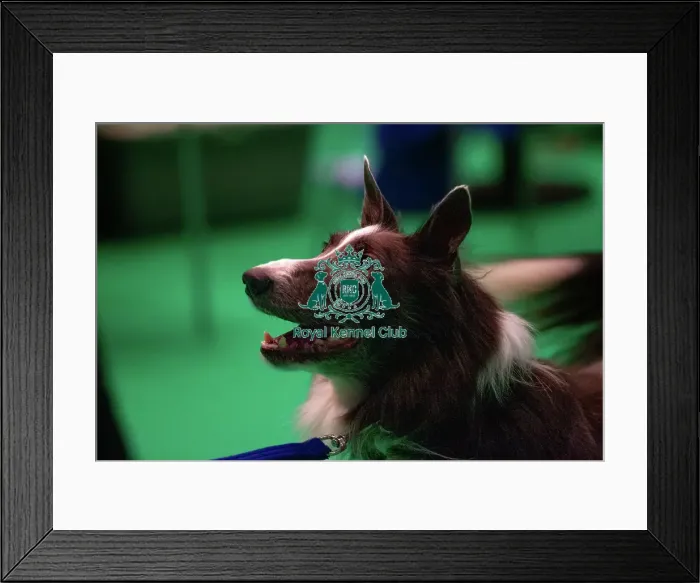Framed Print : Border Collie prepares for agility Framed Print : Border Collie prepares for agility