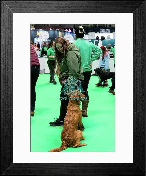 Framed Print : Have A Go Gundog Framed Print : Have A Go Gundog