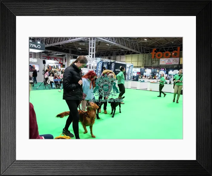Framed Print : Have A Go Gundog Framed Print : Have A Go Gundog