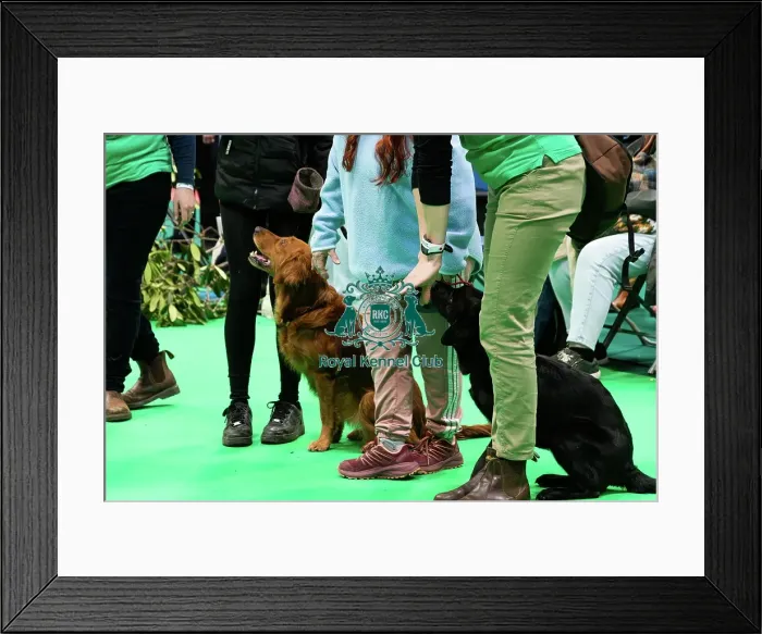 Framed Print : Have A Go Gundog Framed Print : Have A Go Gundog