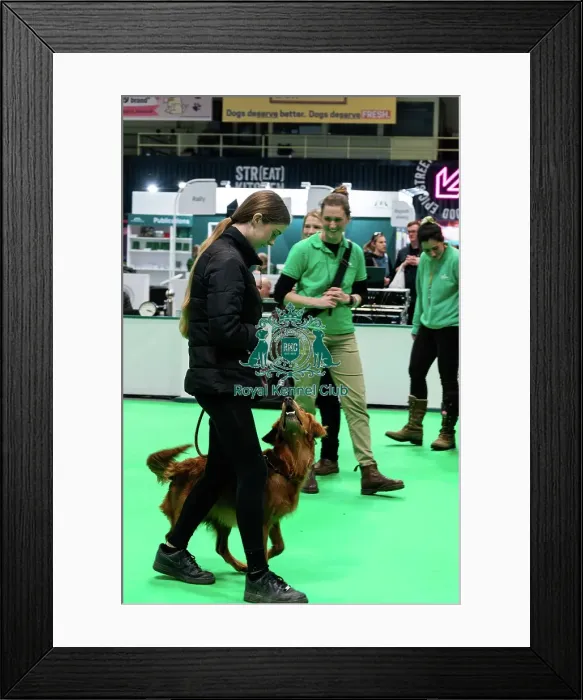 Framed Print : Have A Go Gundog Framed Print : Have A Go Gundog