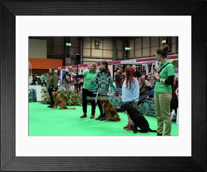 Framed Print : Have A Go Gundog Framed Print : Have A Go Gundog