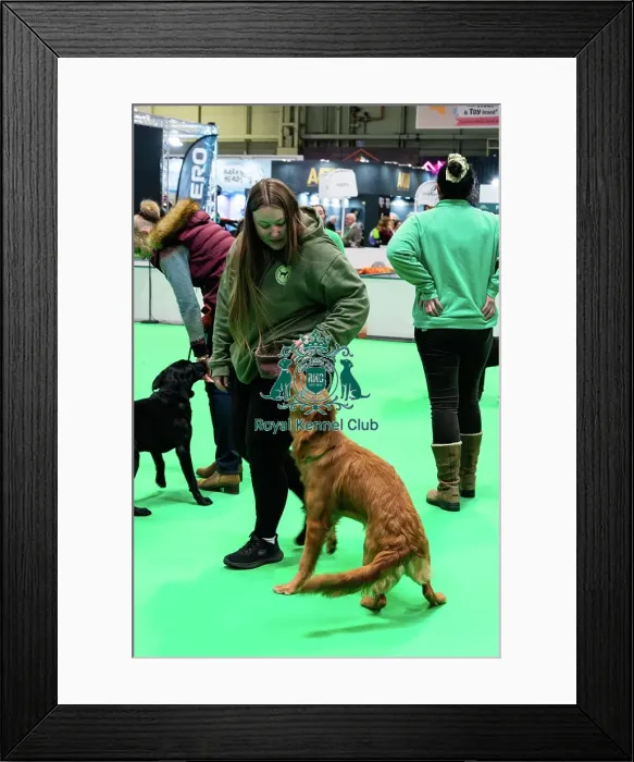Framed Print : Have A Go Gundog Framed Print : Have A Go Gundog