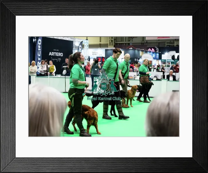 Framed Print : Have A Go Gundog Framed Print : Have A Go Gundog